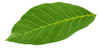 leaf2